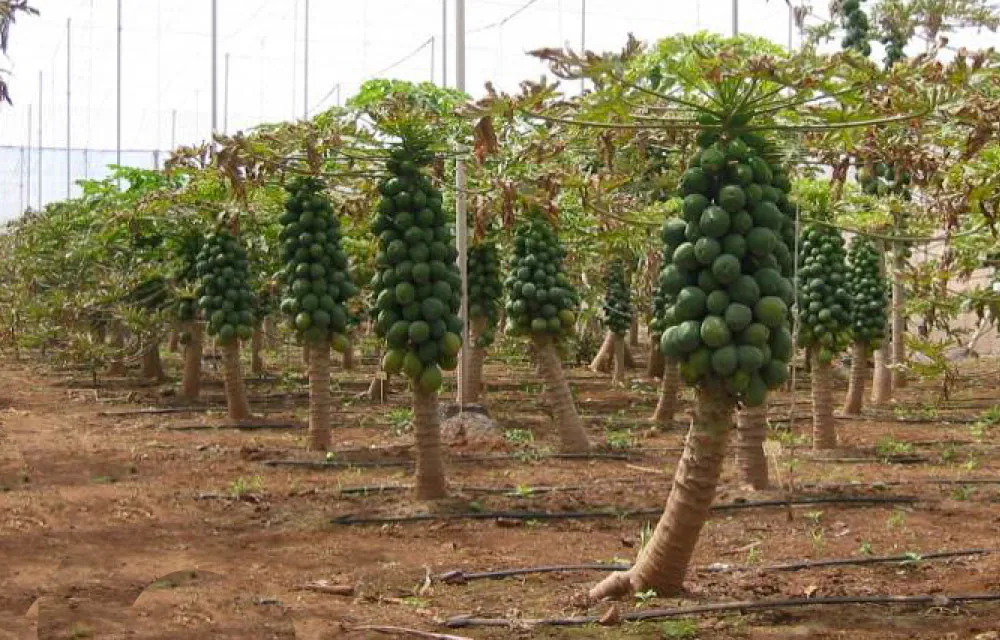 La papaya