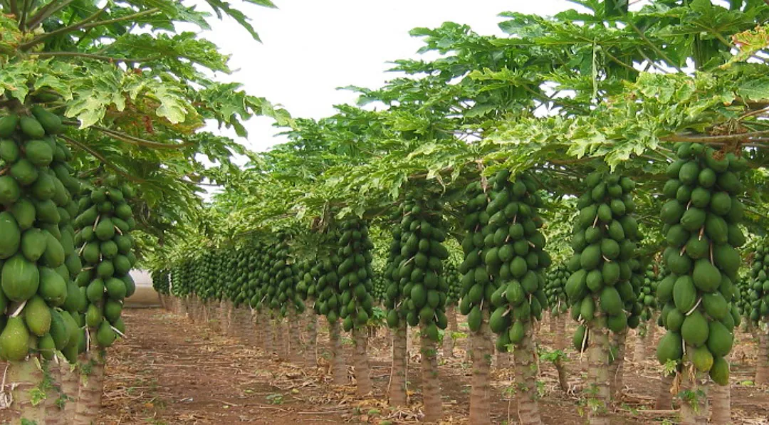 Cultivo de papaya en Canarias