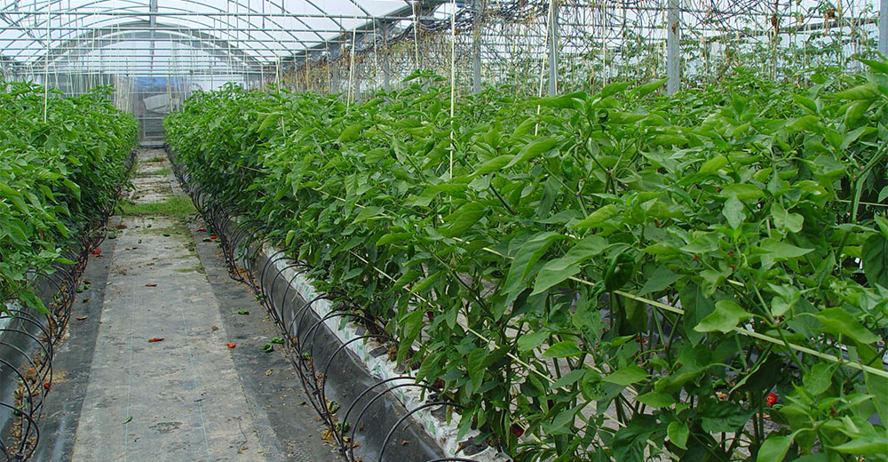 Cultivo de plantas de pimiento en hidropónico