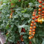 Expo Cherry Costa de Granada