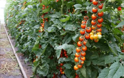 Expo Cherry Costa de Granada