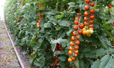 Expo Cherry Costa de Granada