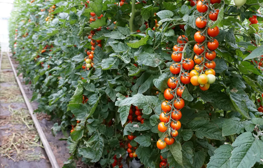 Expo Cherry Costa de Granada