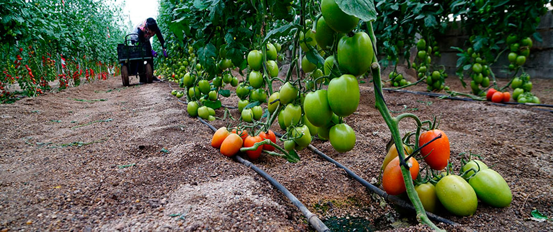 Cultivo de tomates en invernadero