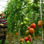 Principales ácidos dicarboxílicos en agricultura