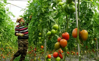 Principales ácidos dicarboxílicos en agricultura