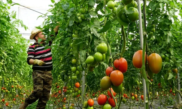 Principales ácidos dicarboxílicos en agricultura