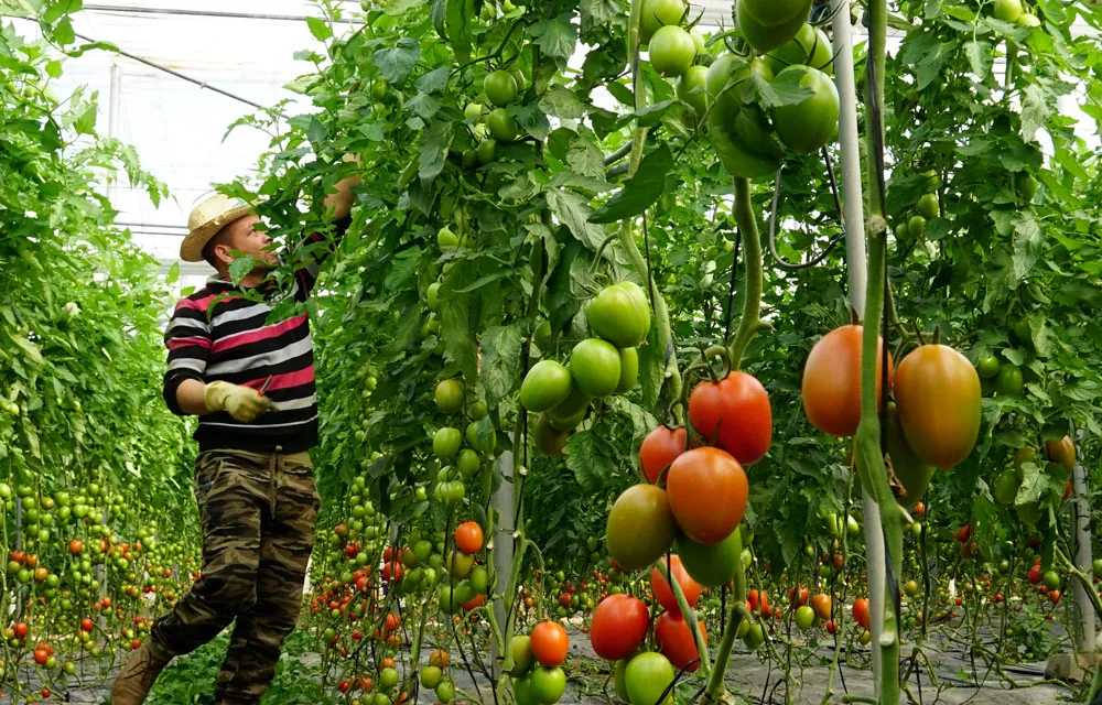 Principales ácidos dicarboxílicos en agricultura