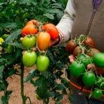 La biofertilización y sostenibilidad