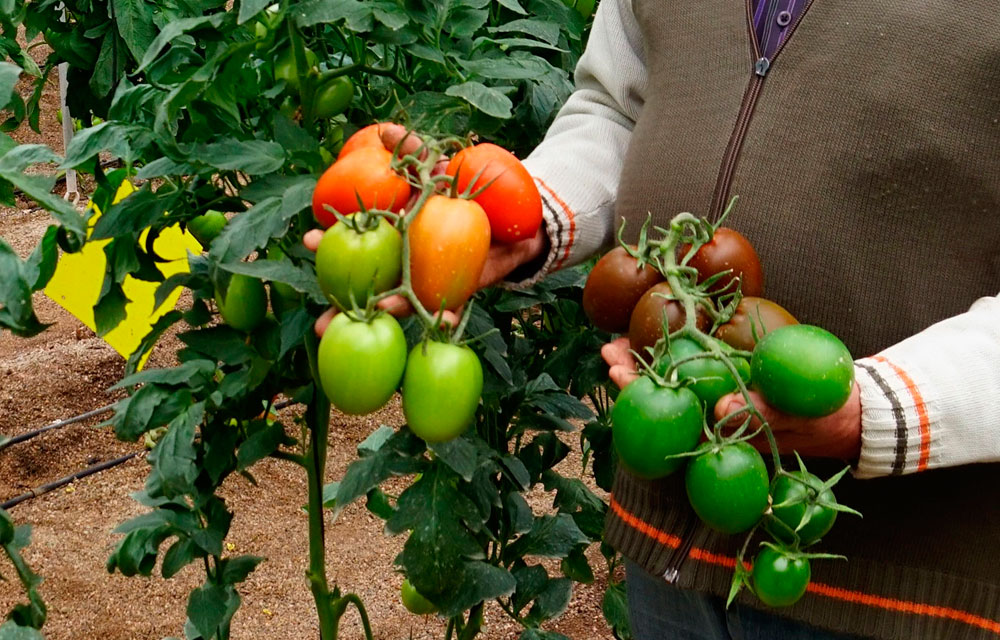 La biofertilización y sostenibilidad