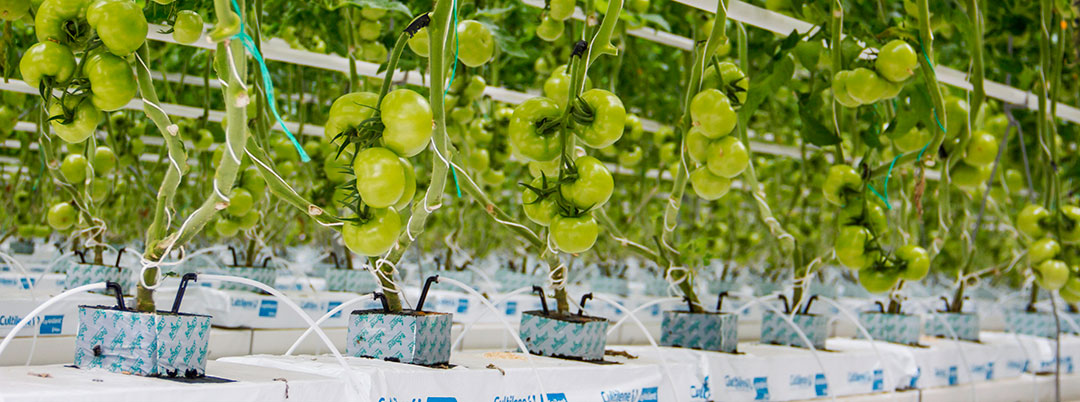 Cultivo de tomate en lana de roca