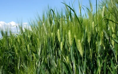 El fósforo en la agricultura