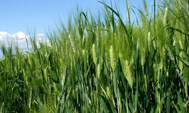 El fósforo en la agricultura