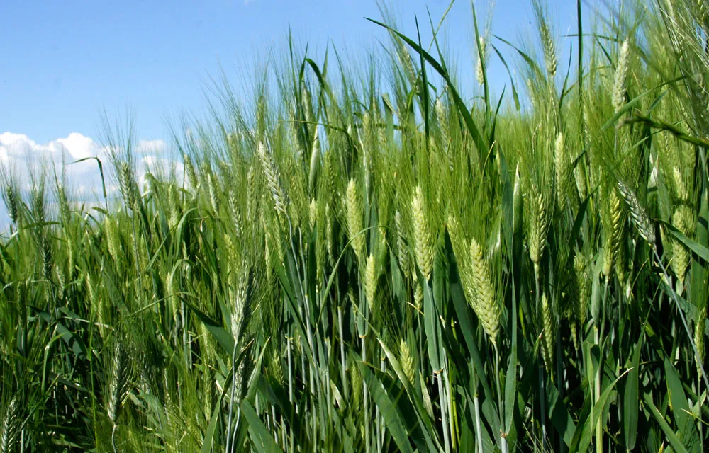 El fósforo en la agricultura