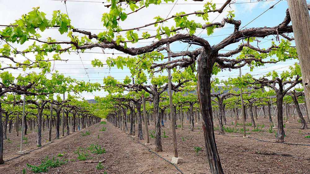 Cultivo de uva en parral