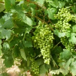 Los ácidos dicarboxílicos en la agricultura