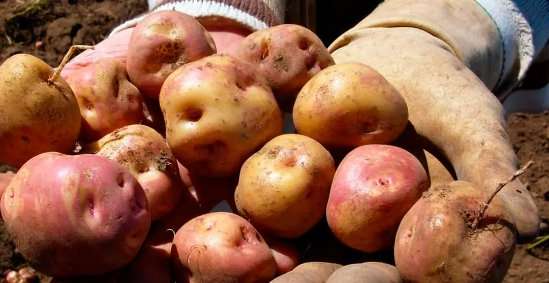 Cultivo de variedades de la papa canaria Cultivo de variedades de la papa canaria