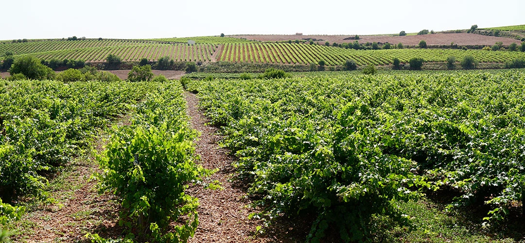 Cultivo de vid en La Mancha