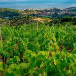 Denominación de Origen Vinos de Alella