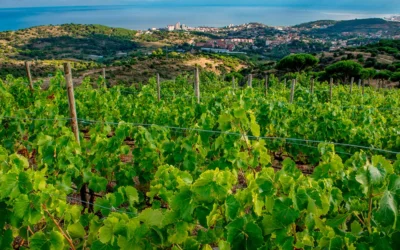 Denominación de Origen Vinos de Alella