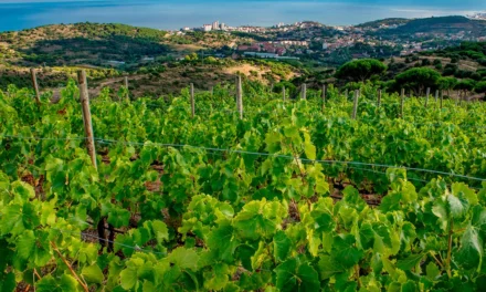 Denominación de Origen Vinos de Alella