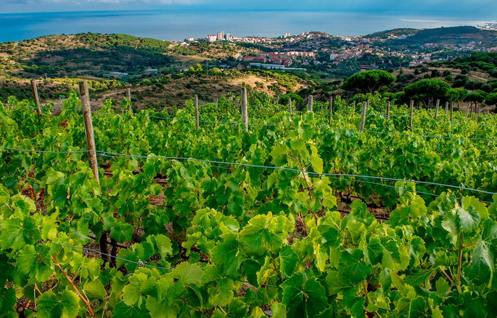 Denominación de Origen Vinos de Alella