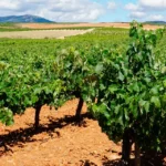 Avances del Proyecto SEAWINES con bioestimulantes