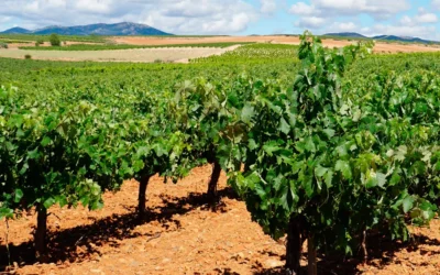 Avances del Proyecto SEAWINES con bioestimulantes