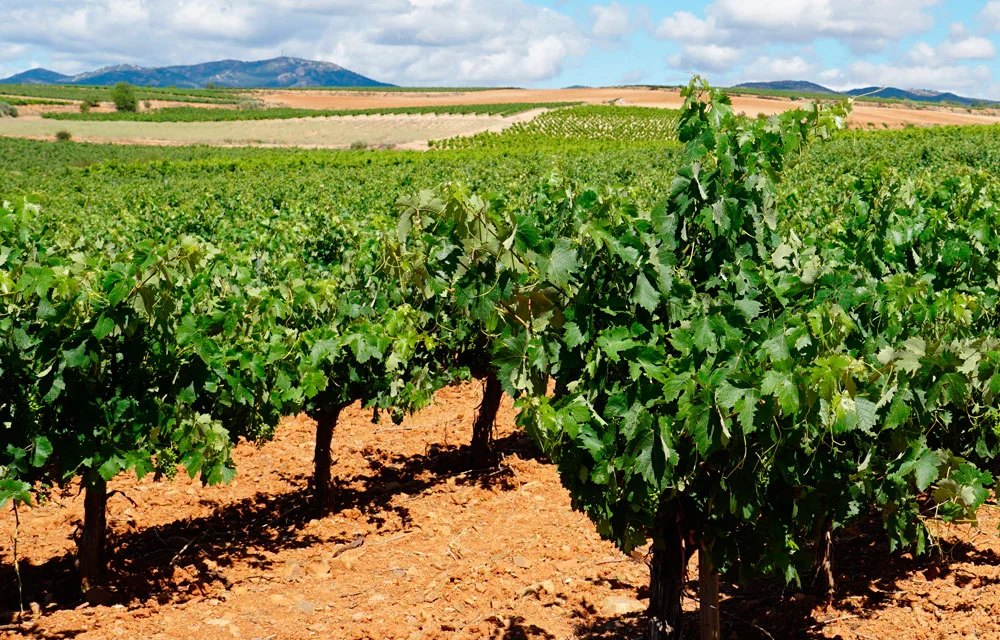 Avances del Proyecto SEAWINES con bioestimulantes