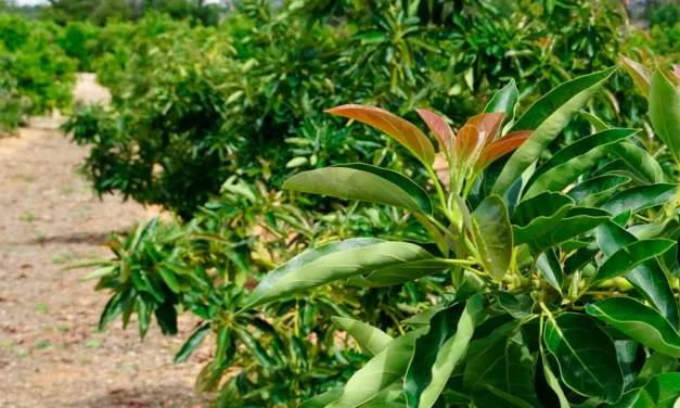 Frutas exóticas cultivadas en España