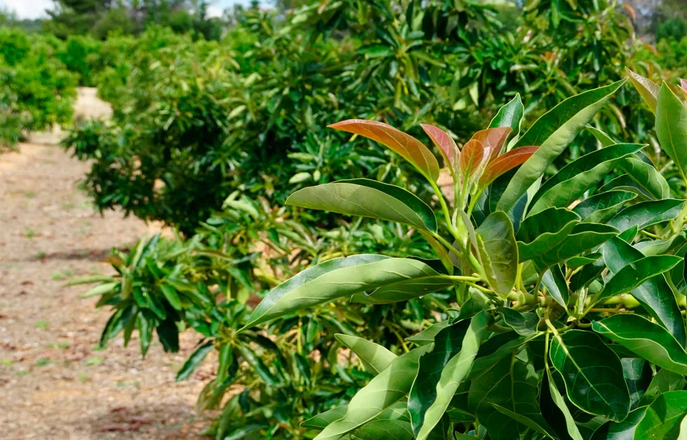 Frutas exóticas cultivadas en España