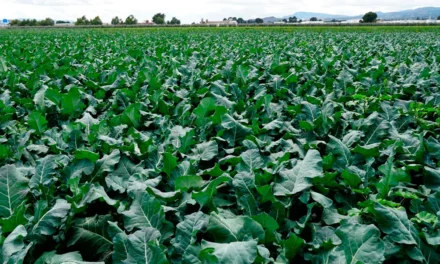 El cultivo del brócoli en España