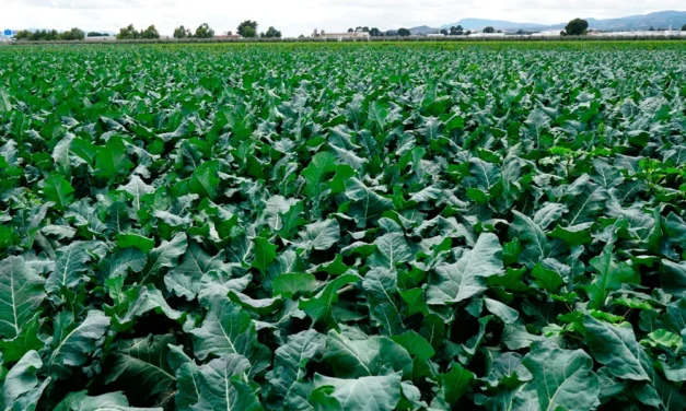 El cultivo del brócoli en España