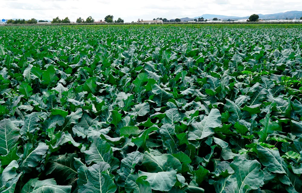 El cultivo del brócoli en España