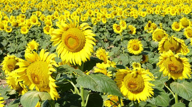 Cultivo del girasol