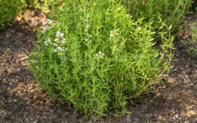Cómo cultivar el tomillo