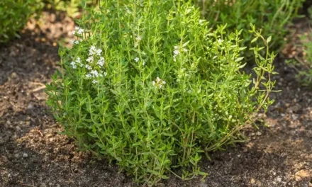 Cómo cultivar el tomillo