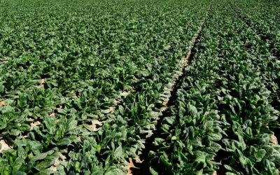 Informe técnico para el cultivo de la espinaca