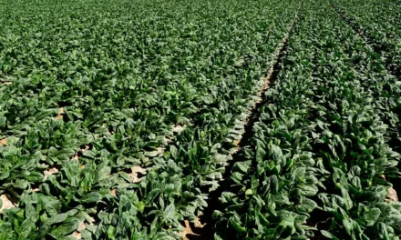 Informe técnico para el cultivo de la espinaca