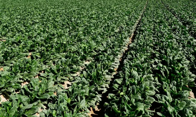 Informe técnico para el cultivo de la espinaca