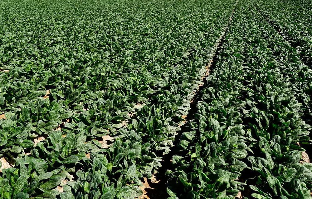 Informe técnico para el cultivo de la espinaca