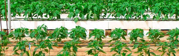Tipos de agricultura