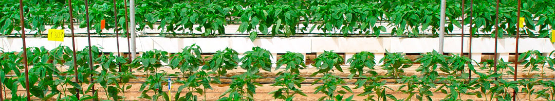 Cultivo intensivo de pimiento en Almería