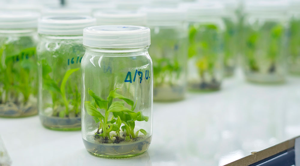 Cultivo in vitro de plantas