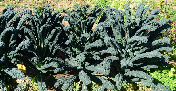 kale negro toscano o dragón