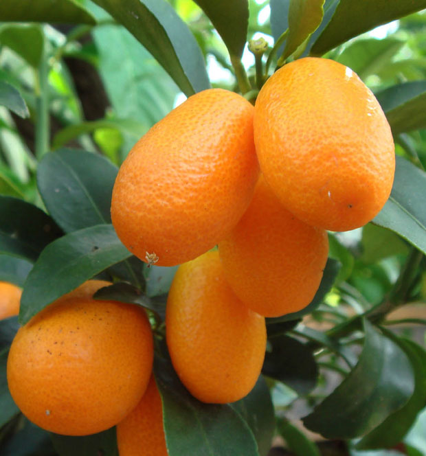 El cultivo del kumquat