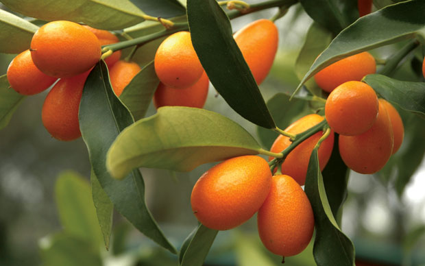 El cultivo del kumquat