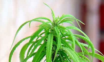 Planta de marihuana hembra: características y anatomía