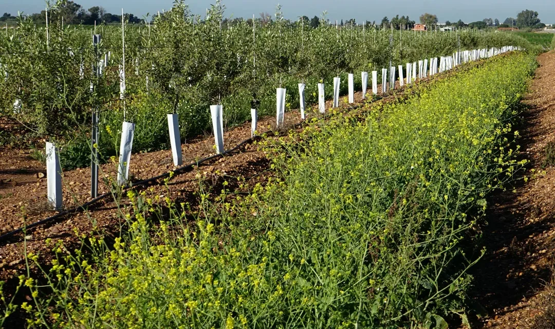 La microbiología en el biocontrol para la sanidad vegetal