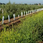 La microbiología en el biocontrol para la sanidad vegetal